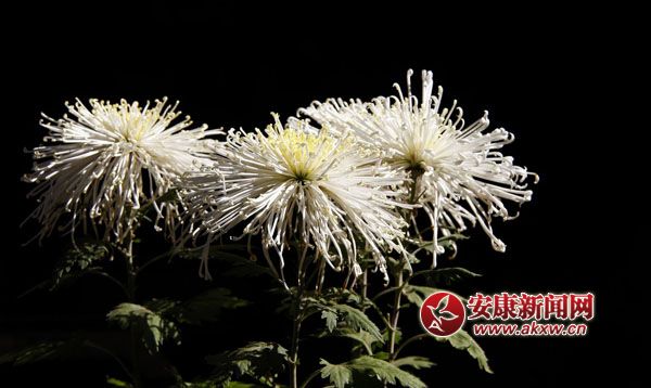 10京`ŵľջ鿶bȻһʒɪͼζɢl(f).jpg